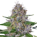 Apple Crumble | PHOTOFEM | G13 Labs
