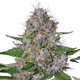 Apple Crumble | PHOTOFEM | G13 Labs