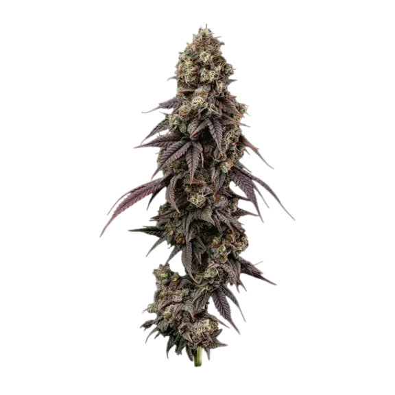 Ice Dream Cake Fast | PHOTOFEM | Seedsman