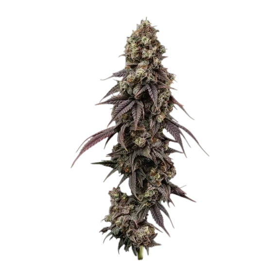 Ice Dream Cake Fast | PHOTOFEM | Seedsman