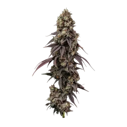 Ice Dream Cake Fast