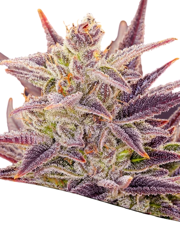 Imperium X Auto | AUTOFEM | Anesia Seeds