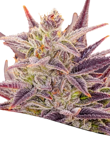 Imperium X Auto