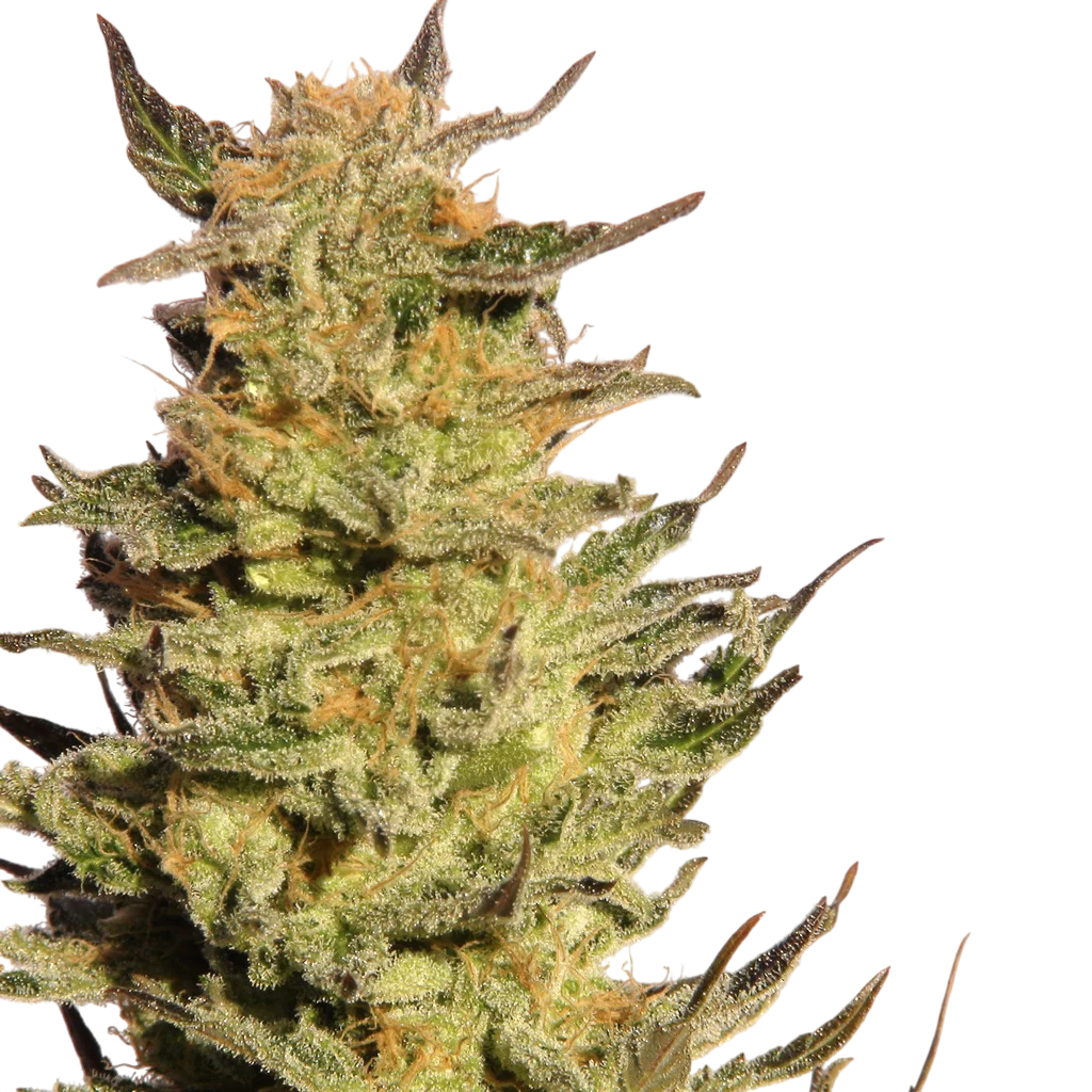 Indica Cream (Kreamy Karamel) – Produktansicht
