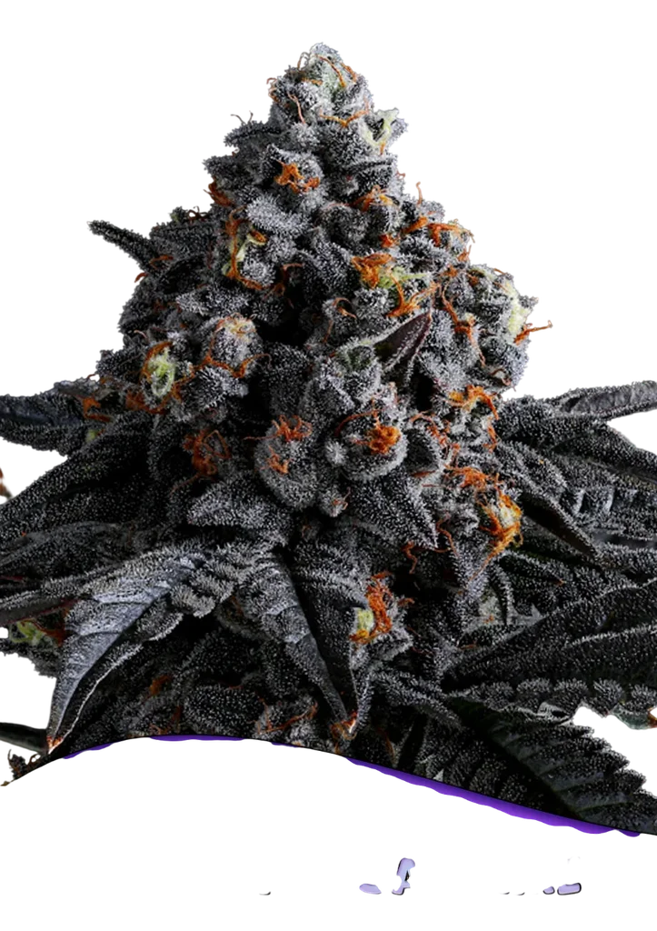 Indigo Sapphire | PHOTOFEM | Anesia Seeds