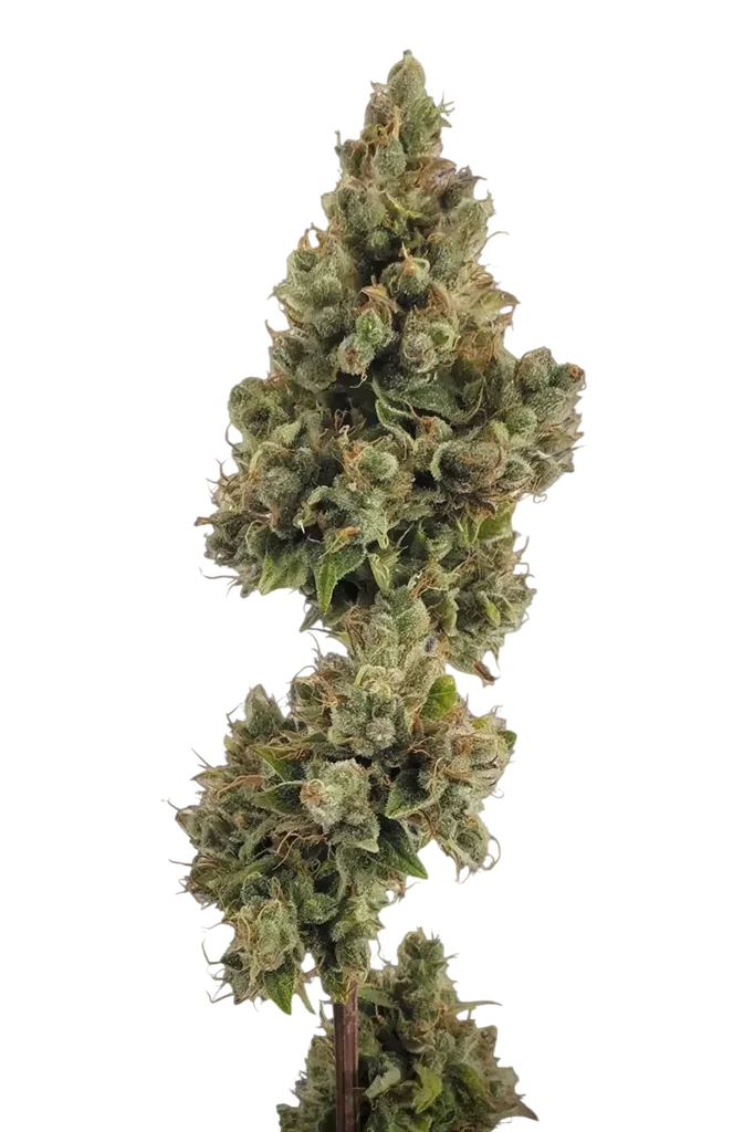 Jack Auto | AUTOFEM | Paradise Seeds