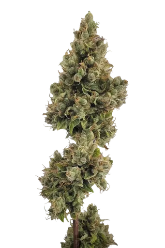 Jack Auto