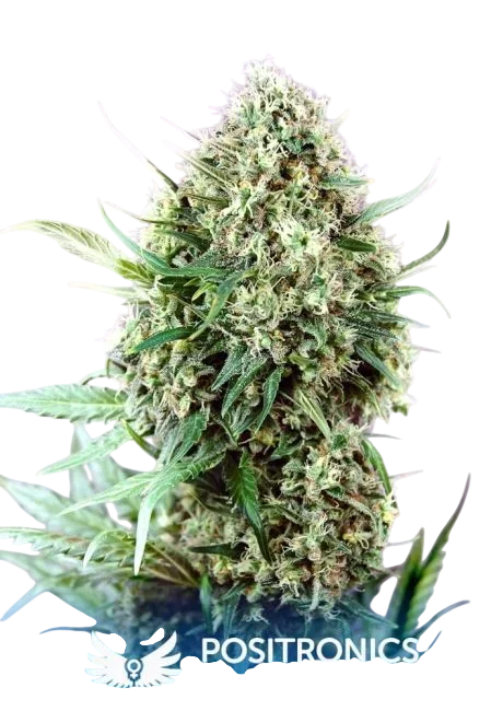 Jack Diesel | PHOTOFEM | Positronic Seeds