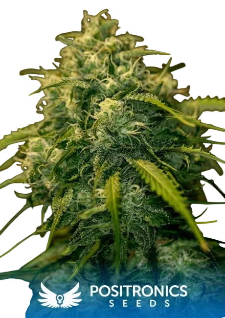 Jack Diesel CBD | PHOTOFEM | Positronic Seeds