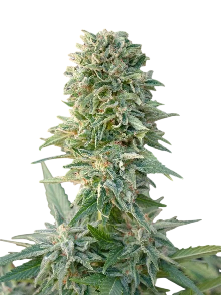 Jack Herer Auto | AUTOFEM | Advanced Seeds