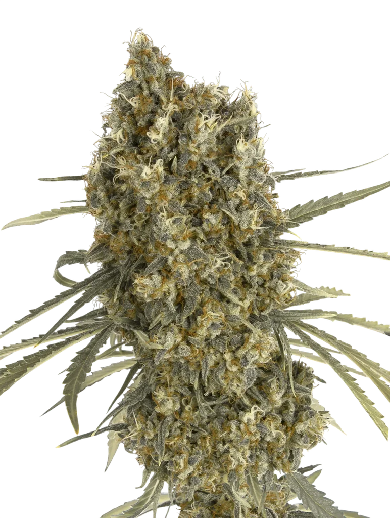 Jack Herer Auto | AUTOFEM | Advanced Seeds
