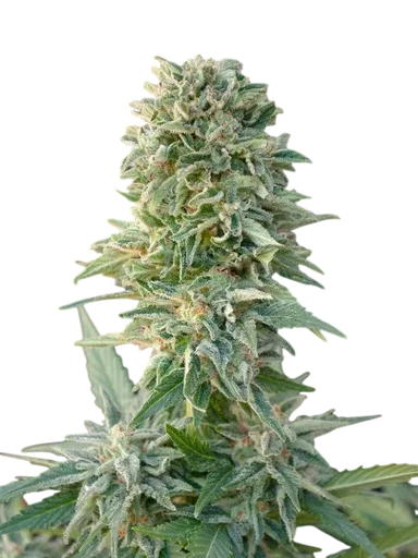 Jack Herer Auto