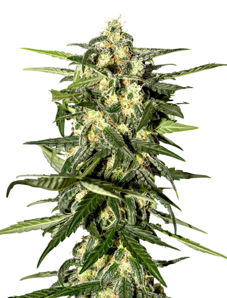 Jack Herer Auto | AUTOFEM | Greenhouse Seed Co.