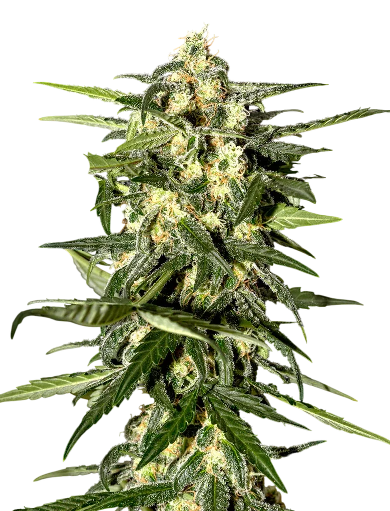 Jack Herer Auto | AUTOFEM | Greenhouse Seed Co.