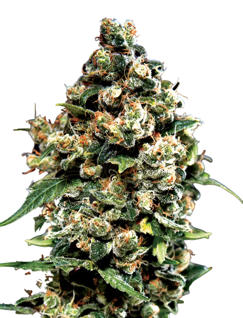 Jack Herer | PHOTOFEM | Greenhouse Seed Co.