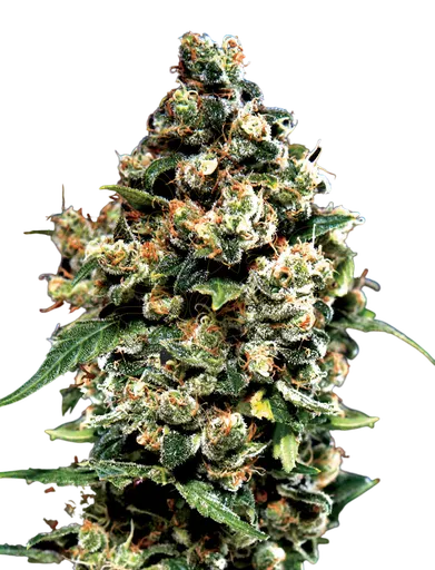 Jack Herer