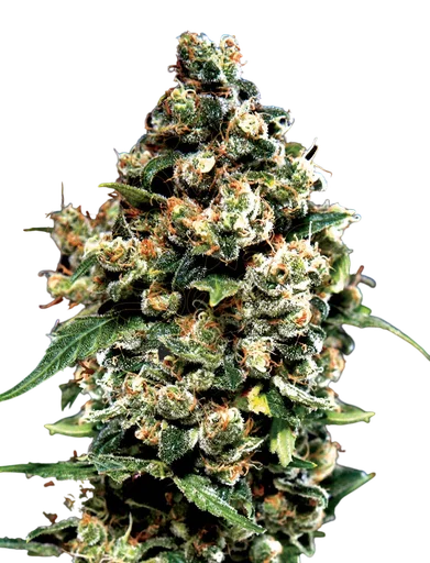 Jack Herer
