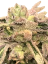 Apple Fritter S1 | PHOTOFEM | Elev8 Seeds
