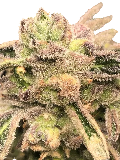Apple Fritter S1