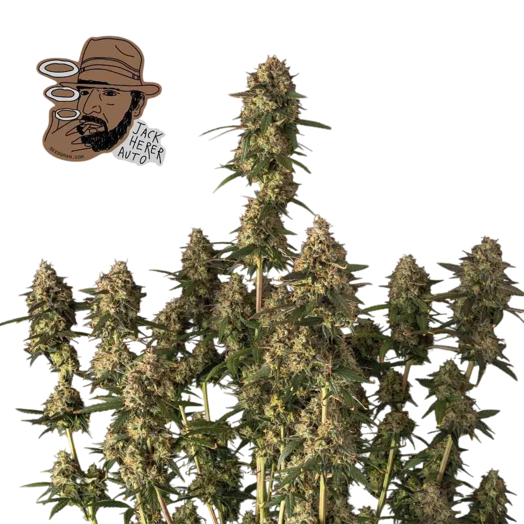 Jack Herer Auto | AUTOFEM | Seedsman