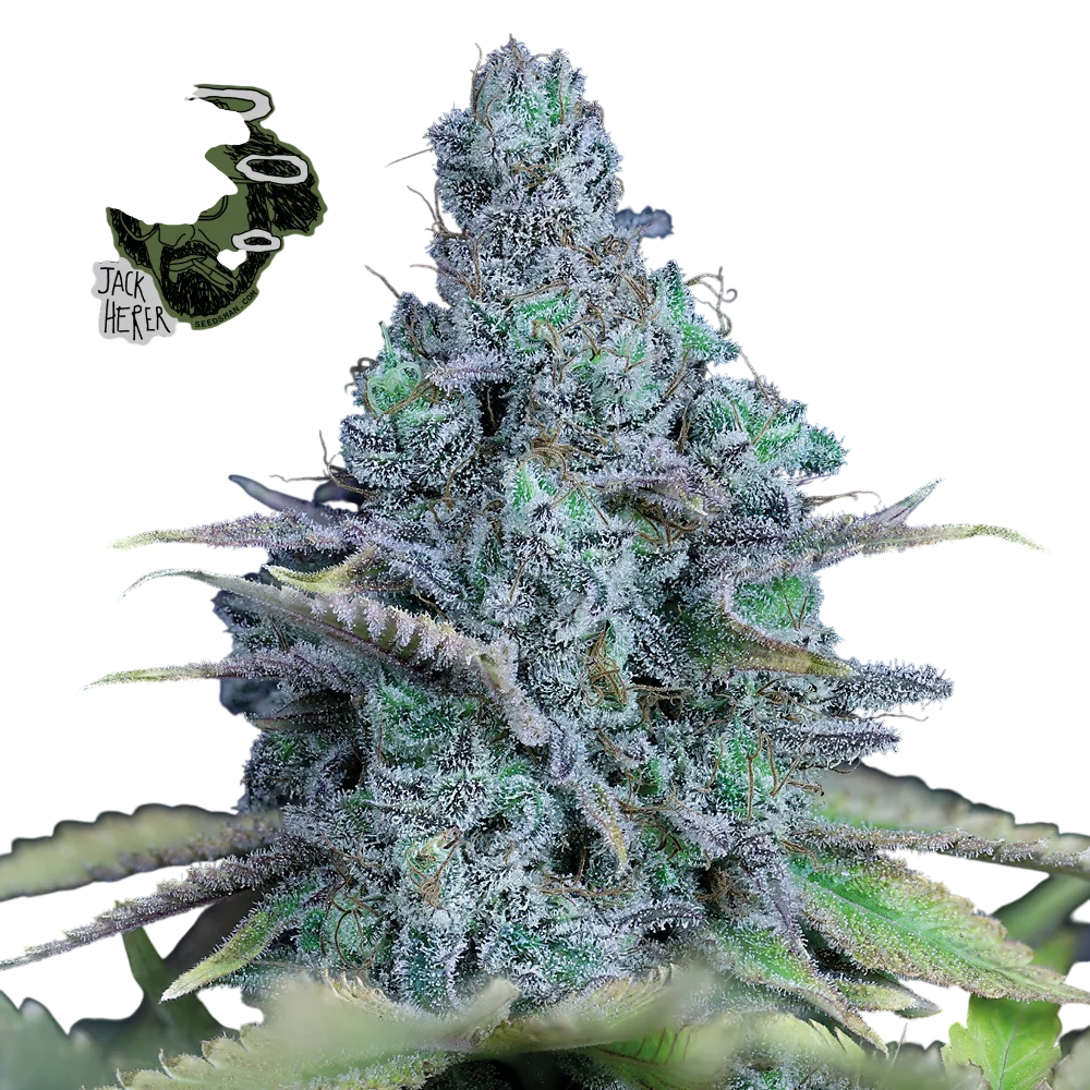 Jack Herer | PHOTOFEM | Seedsman