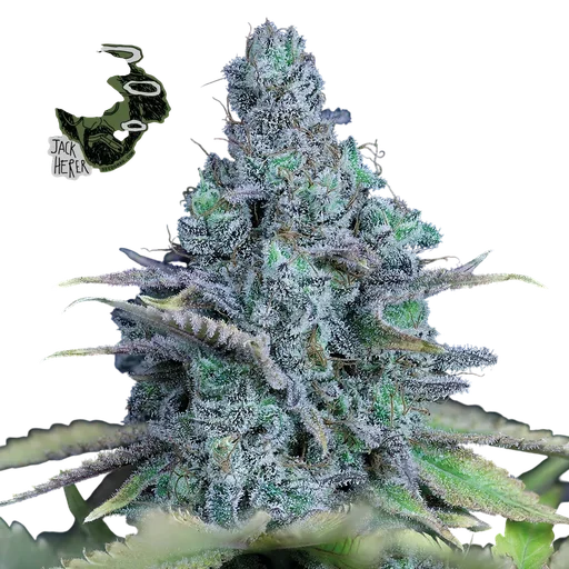 Jack Herer