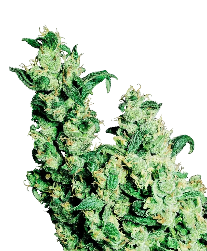Jack Herer – Produktansicht