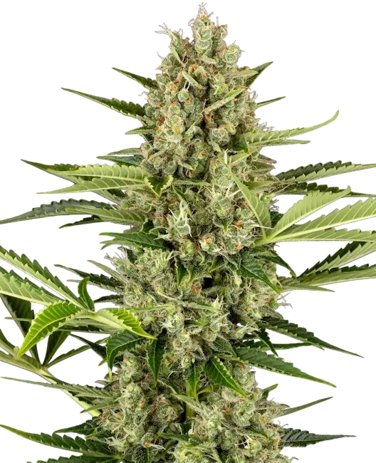 Jack Herer Auto | AUTOFEM | Sensi Seeds