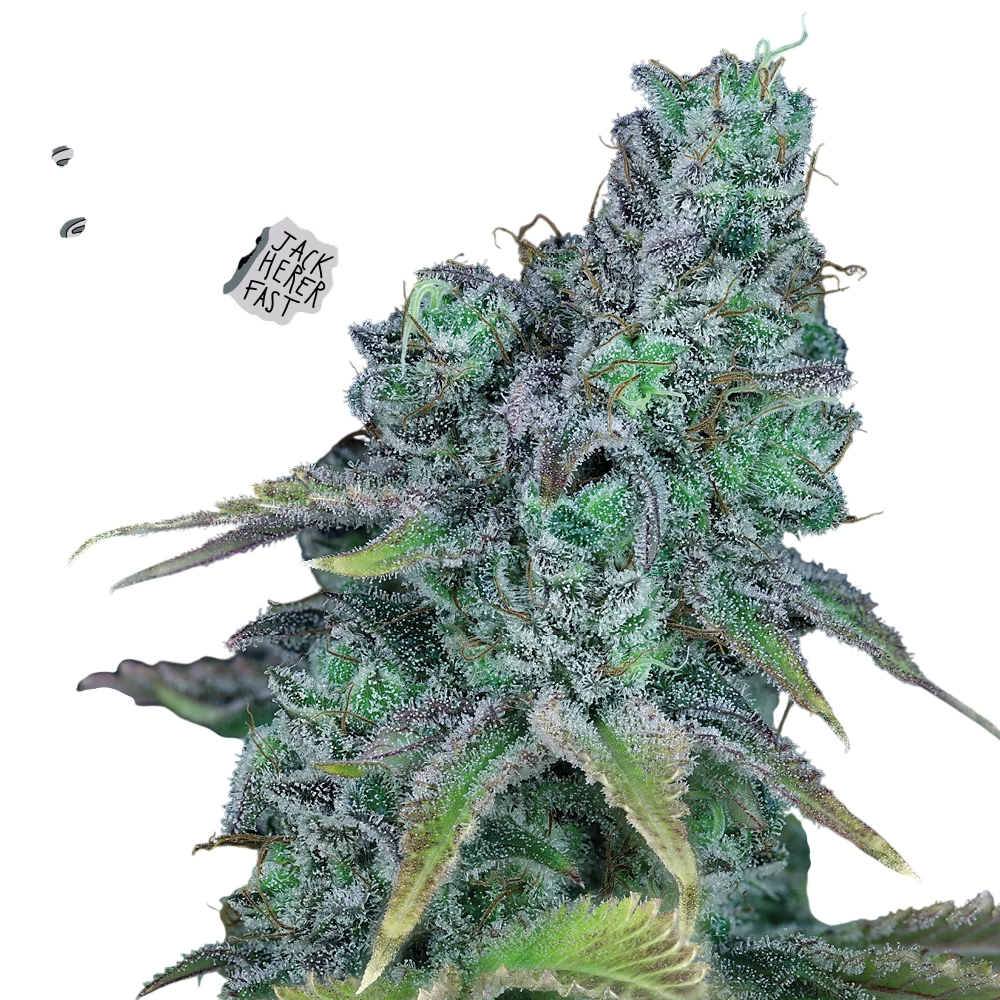Jack Herer Fast | PHOTOFEM | Seedsman
