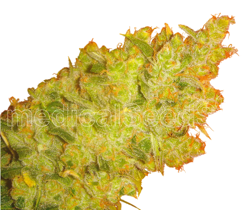 Jack La Mota | PHOTOFEM | Medical Seeds