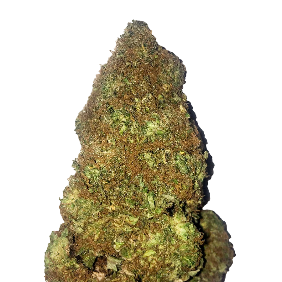 Jackpot Auto | AUTOFEM | Heavyweight Seeds