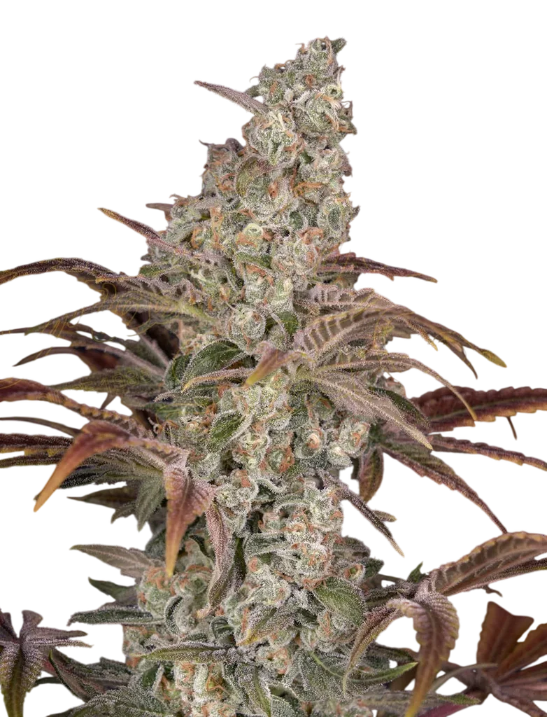 Jacks Dream – Produktansicht