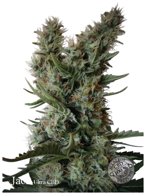 Jack Ultra CBD | PHOTOFEM | Elite Seeds