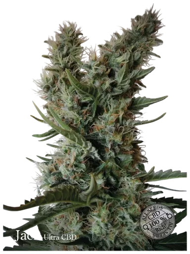 Jack Ultra CBD