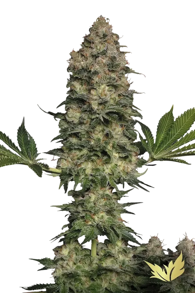 Jacky White | PHOTOFEM | Paradise Seeds