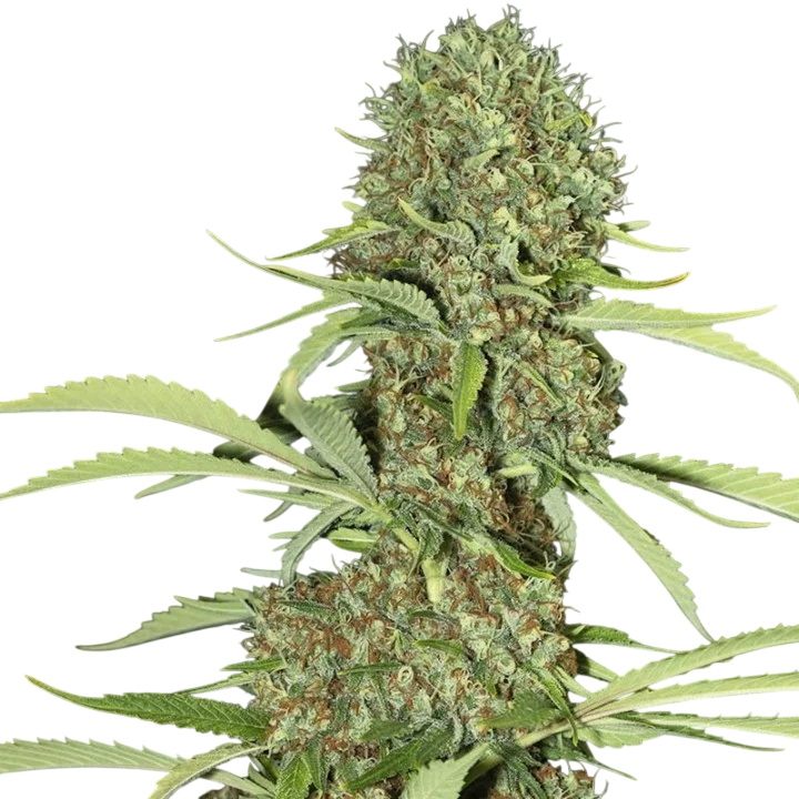 Jamaican Dream | PHOTOFEM | Eva Seeds