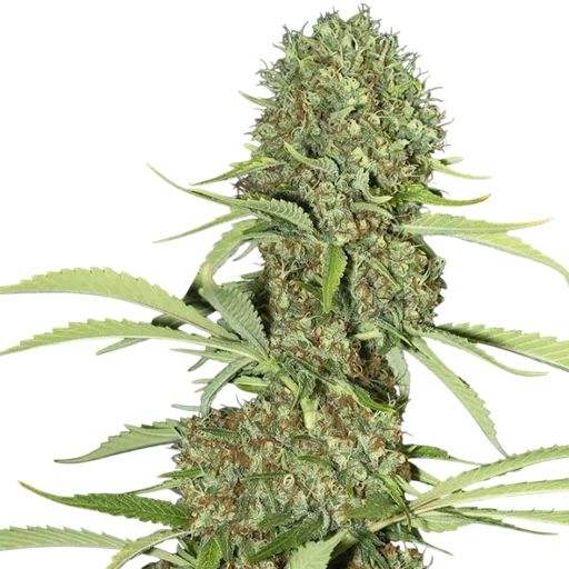 Jamaican Dream