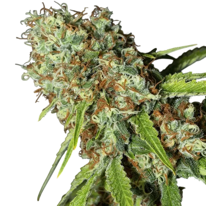 Jamaican Dream CBD | PHOTOFEM | Eva Seeds
