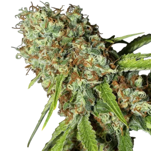 Jamaican Dream CBD