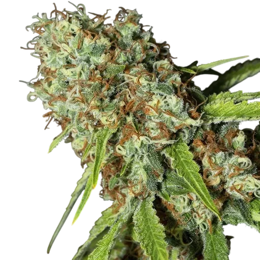 Jamaican Dream CBD