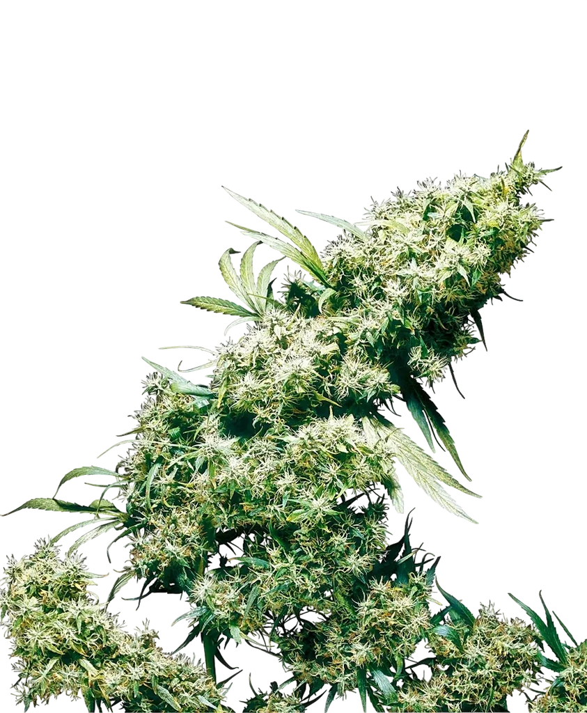 Jamaican Pearl | PHOTOFEM | Sensi Seeds