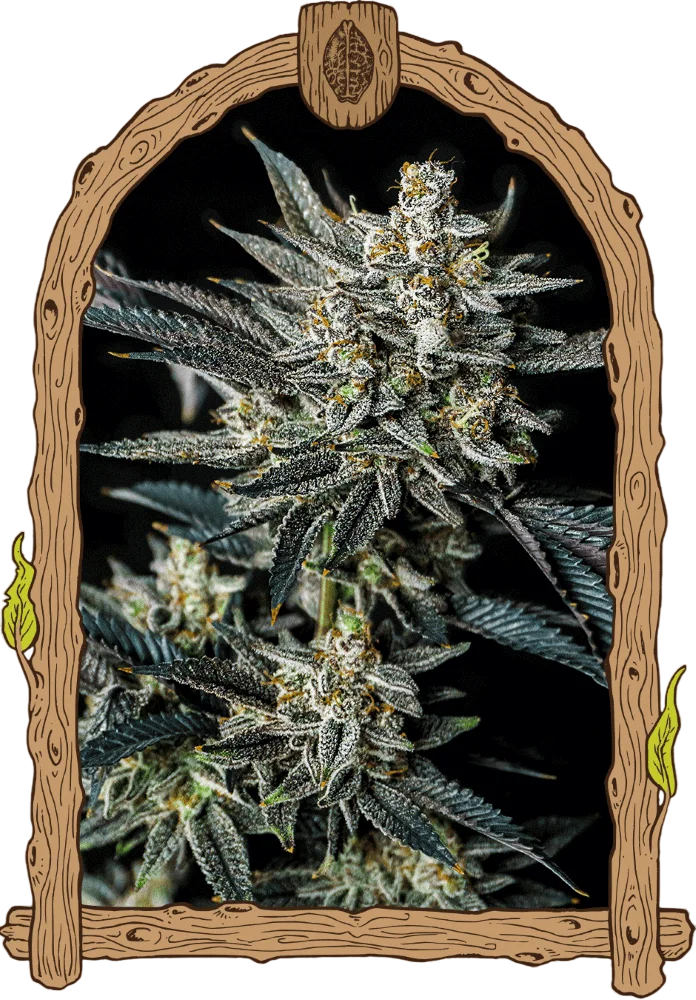 Jelly Bananas Auto | AUTOFEM | Exotic Seed