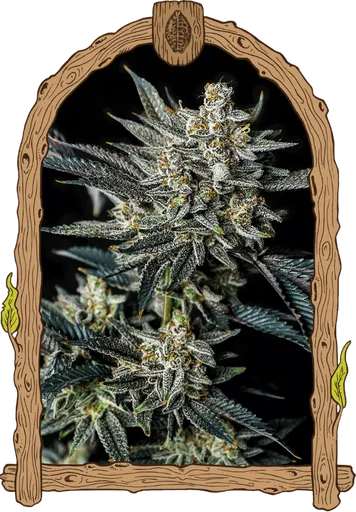 Jelly Bananas Auto