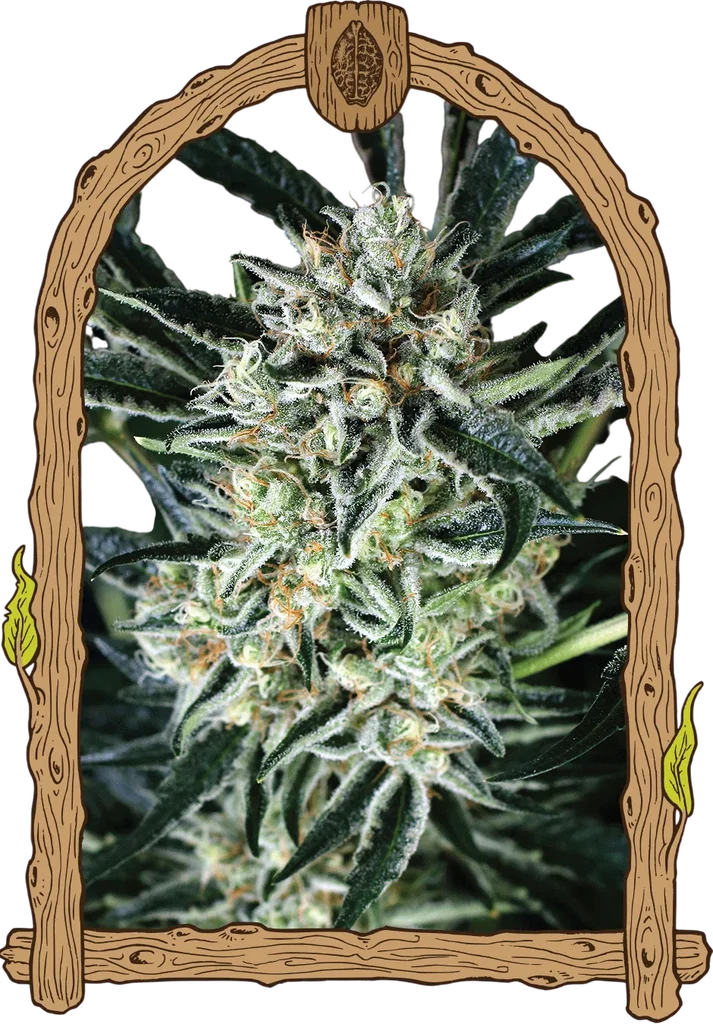 Jelly Bananas | PHOTOFEM | Exotic Seed