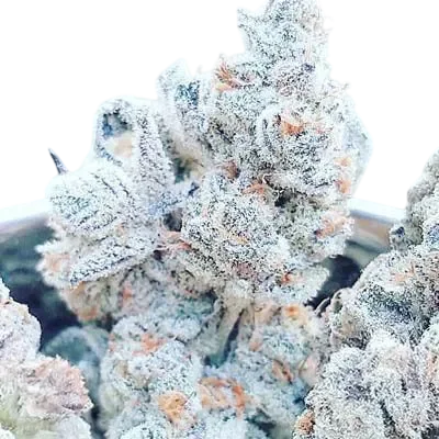 Jelly Breath S1 | PHOTOFEM | In House Genetics