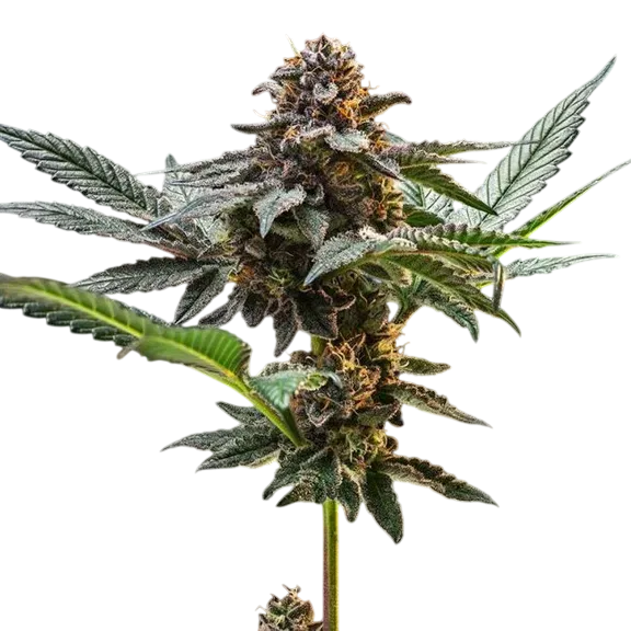 Jelly Cake | PHOTOFEM | Seedsman