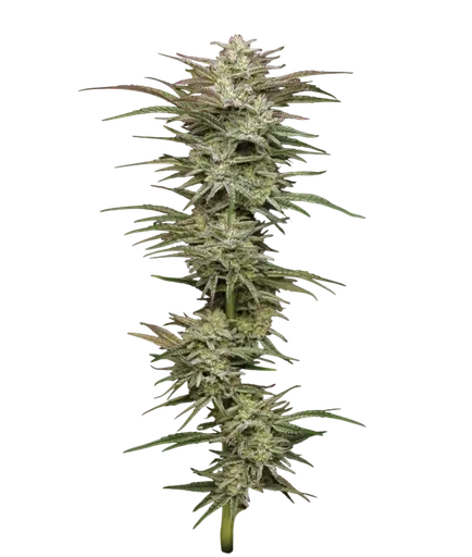 Jelly Donutz Auto