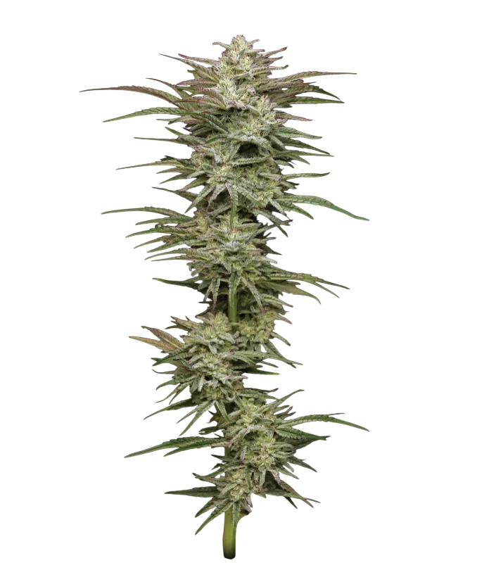 Jelly Donutz | PHOTOFEM | Humboldt Seed Co.