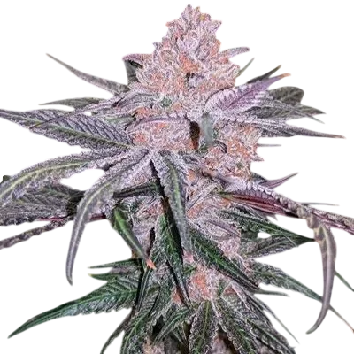 Jellysickle | PHOTOFEM | In House Genetics