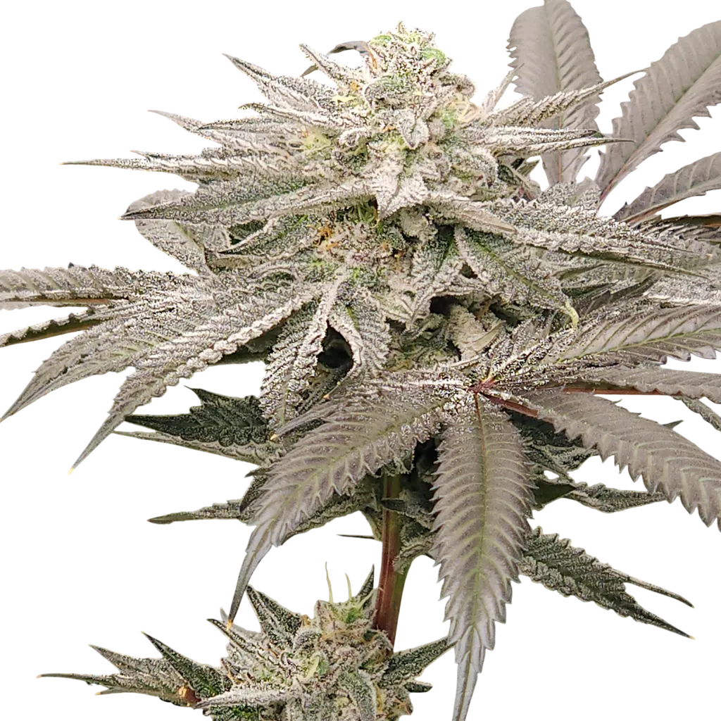 Aqua Verde | PHOTOFEM | Elev8 Seeds